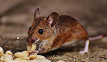 24 Hour & Emergency Exterminators in Malibu, CA